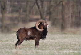 <p>MUFLON (Ovis musimon) Šluknovsko - Valdek /Mouflon - Mufflon/ </p>